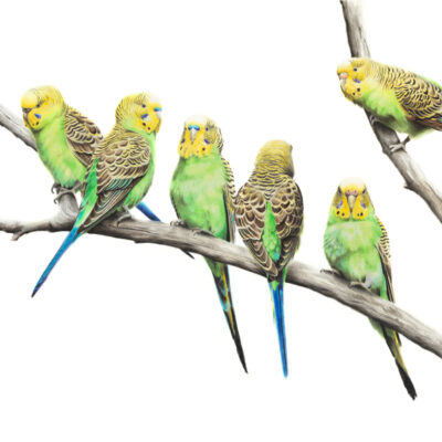Budgerigars - Fine Art Print
