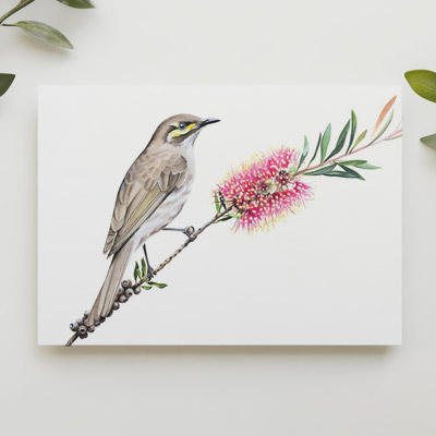 Yellow-faced Honeyeater - Greeting Card