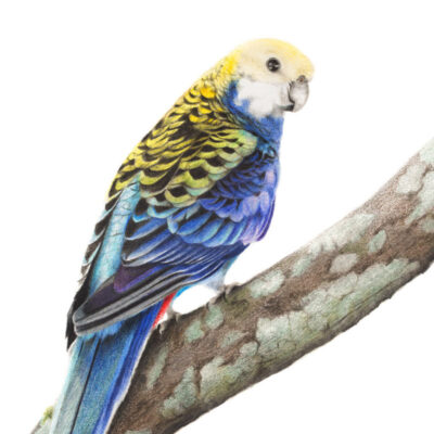 Pale-headed Rosella – Fine Art Print
