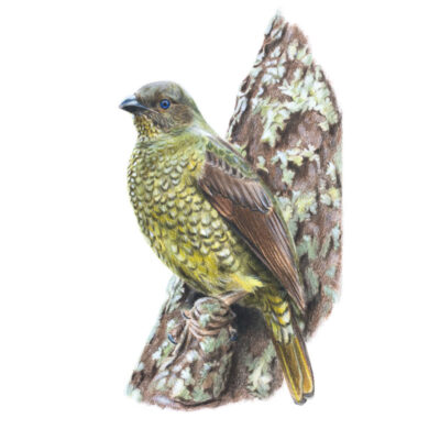 Female Satin Bowerbird – Fine Art Print