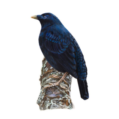Male Satin Bowerbird – Fine Art Print