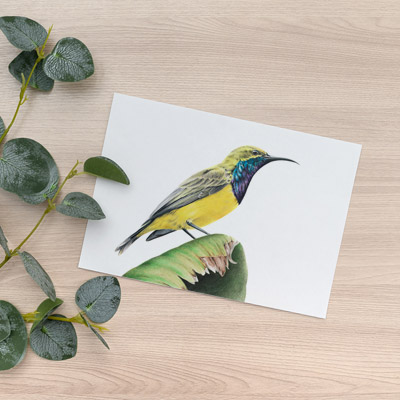 Olive-backed Sunbird - Greeting Card