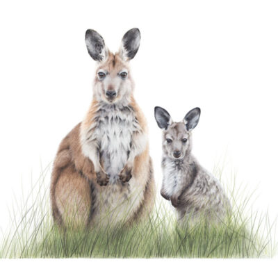 Common Wallaroo mother and joey – Fine Art Print