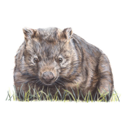 Common Wombat – Fine Art Print
