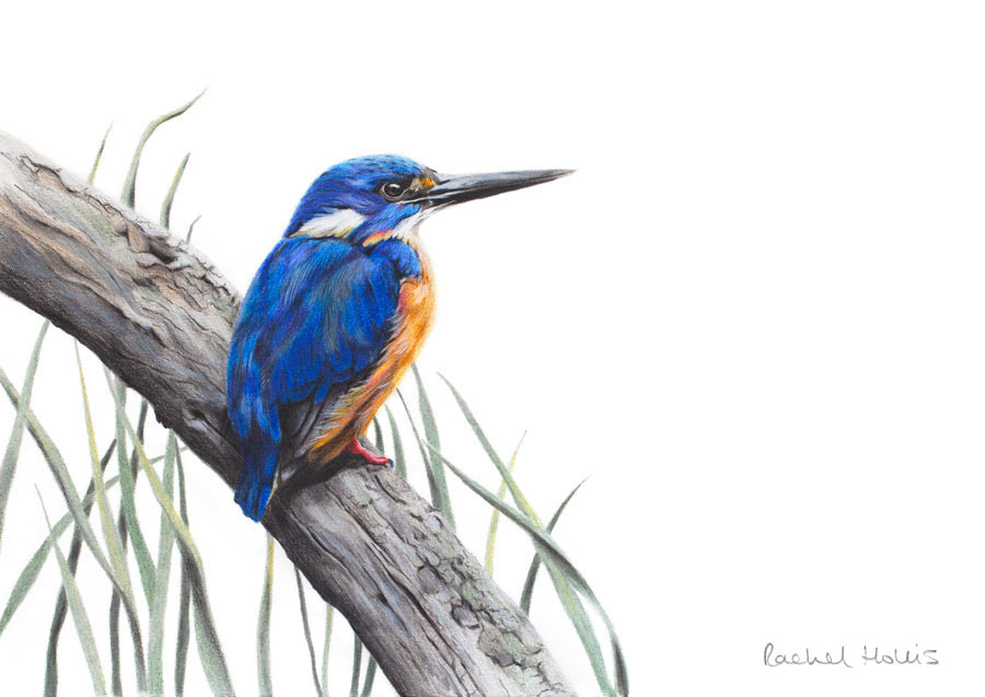 Azure Kingfisher – Fine Art Print Azure Kingfisher – Fine Art Print
