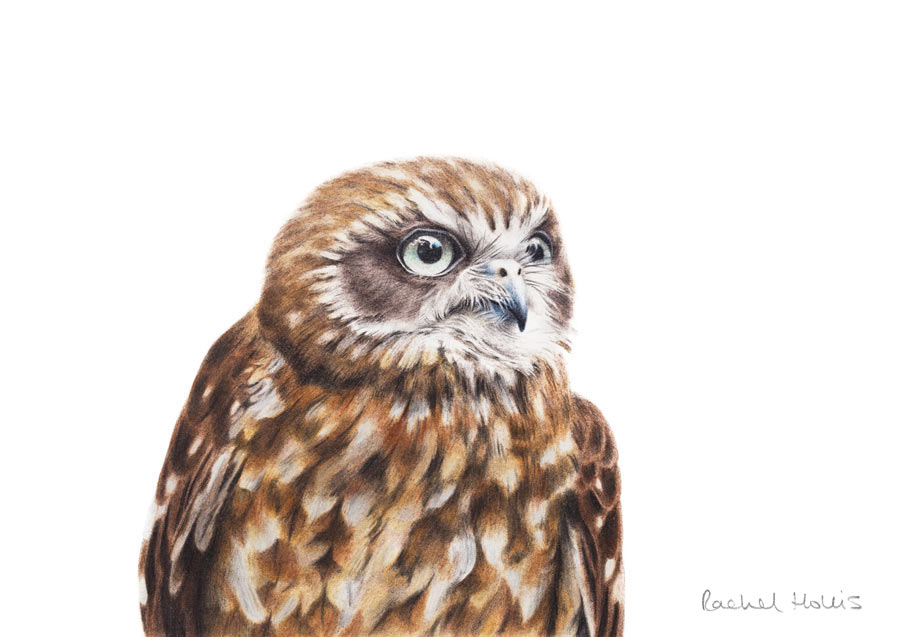 Australian Boobook Owl – Fine Art Print Australian Boobook Owl – Fine Art Print