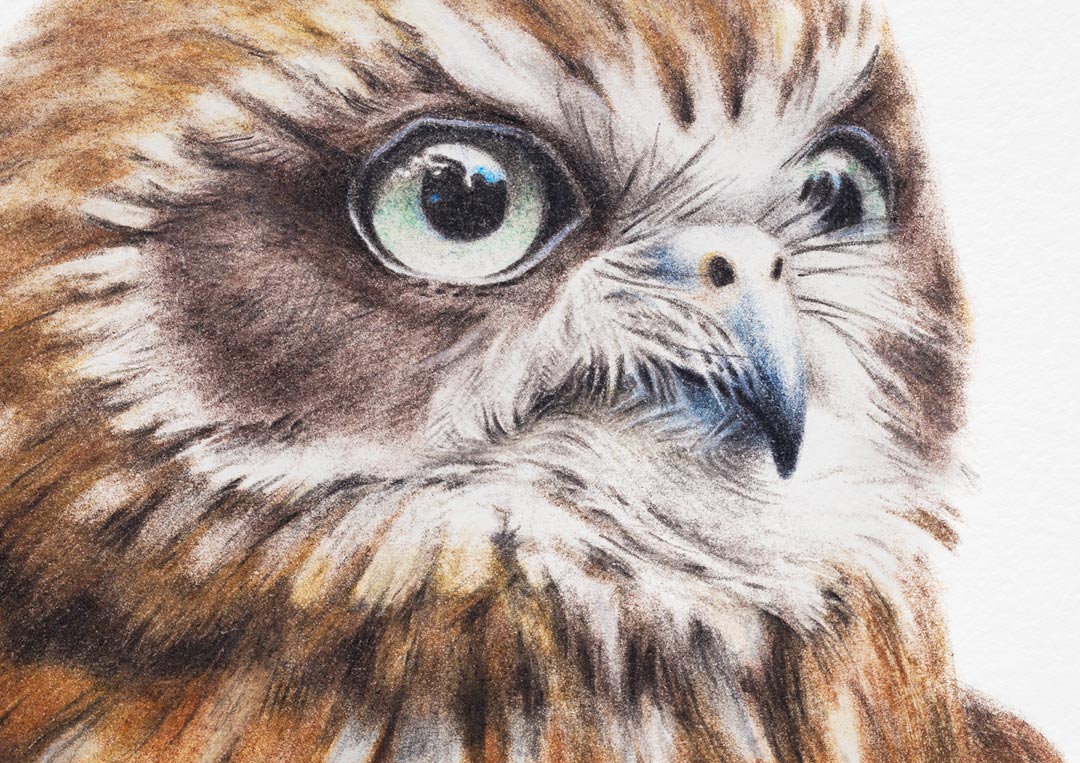 Australian Boobook Owl – Fine Art Print Australian Boobook Owl – Fine Art Print