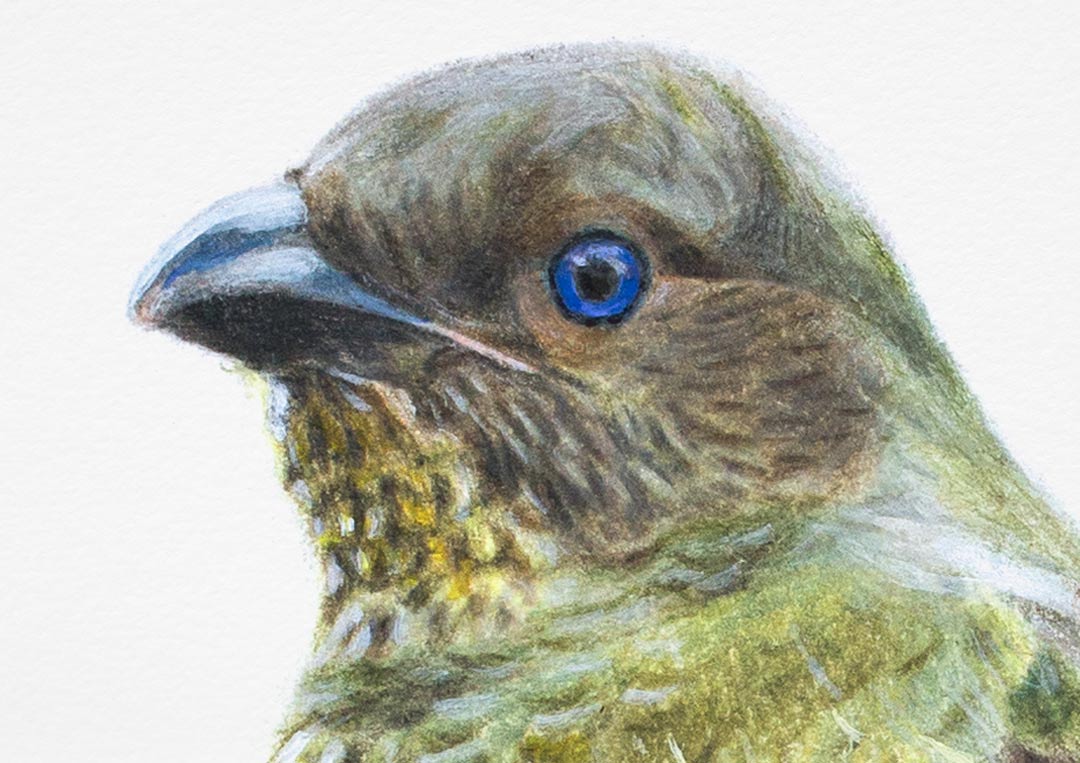Satin Bowerbird – Fine Art Print Satin Bowerbird – Fine Art Print