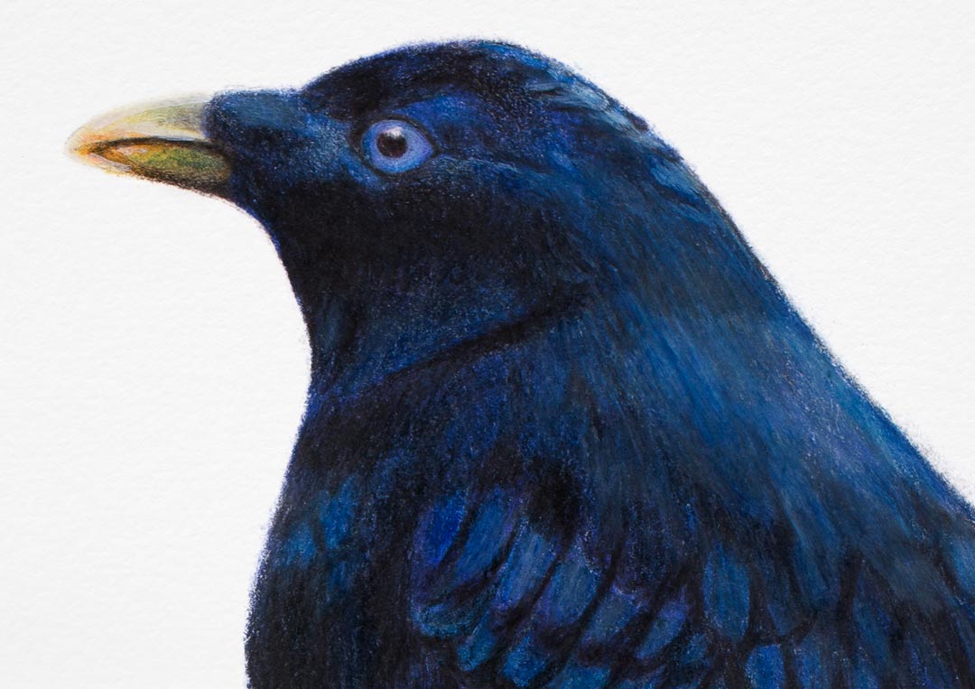 Satin Bowerbird – Fine Art Print Satin Bowerbird – Fine Art Print