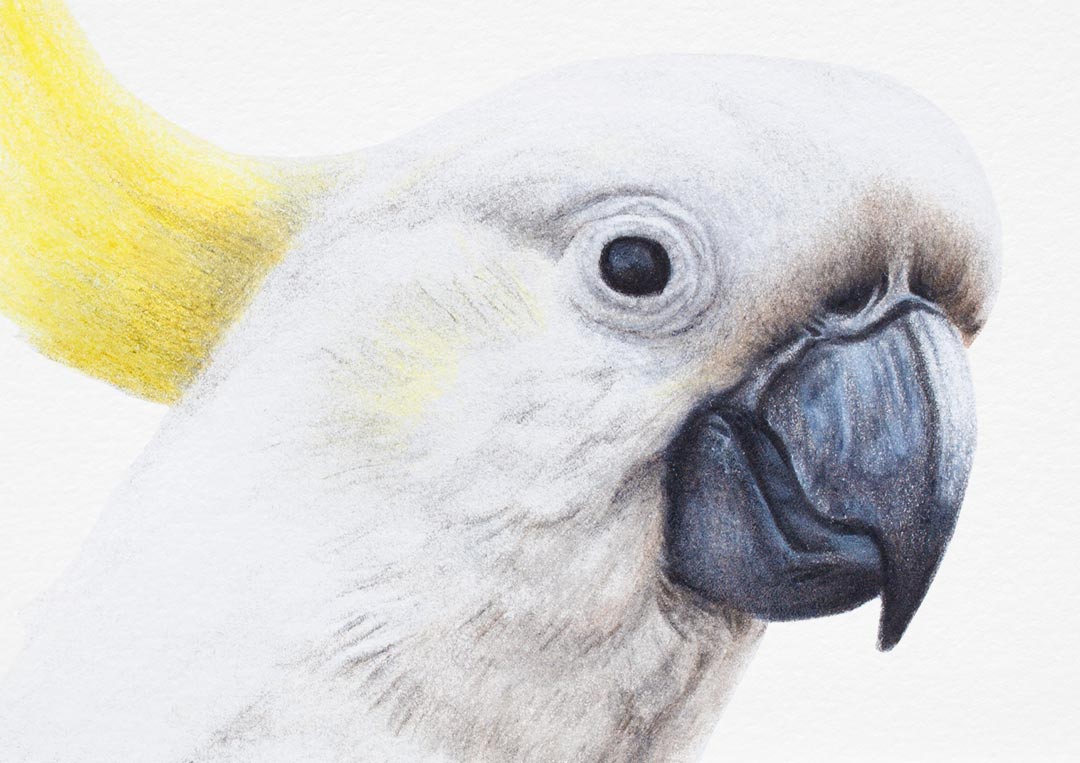 Sulphur-crested Cockatoo – Fine Art Print Sulphur-crested Cockatoo – Fine Art Print