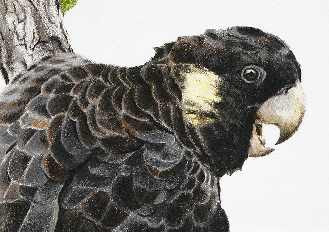 Yellow-tailed Black Cockatoos – Fine Art Print Yellow-tailed Black Cockatoos – Fine Art Print