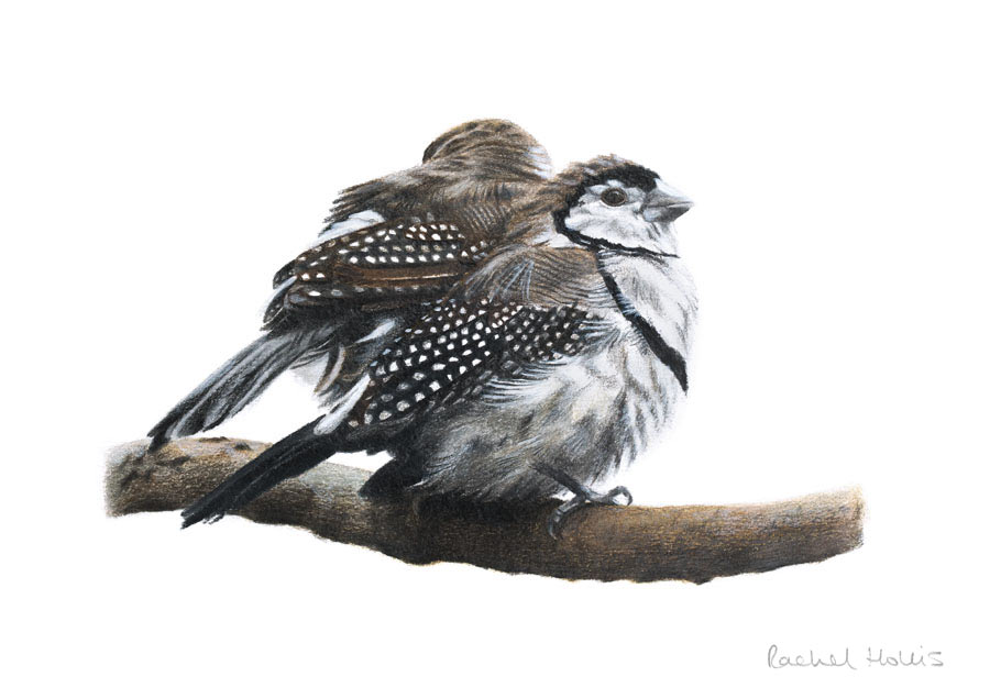 Double-barred Finches – Fine Art Print Double-barred Finches – Fine Art Print