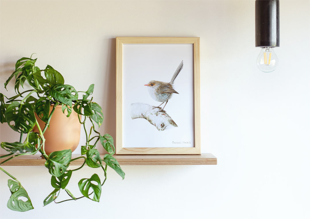 Superb Fairywren – Example of Framed Fine Art Print Superb Fairywren – Example of Framed Fine Art Print