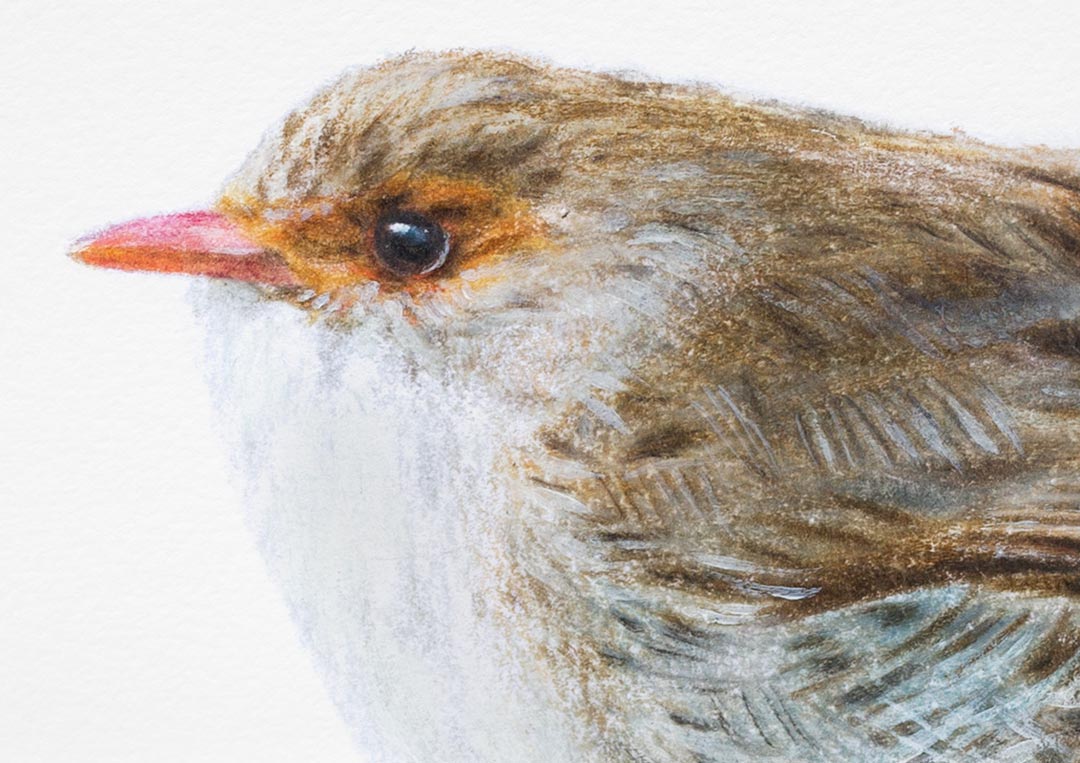 Superb Fairywren – Fine Art Print Superb Fairywren – Fine Art Print