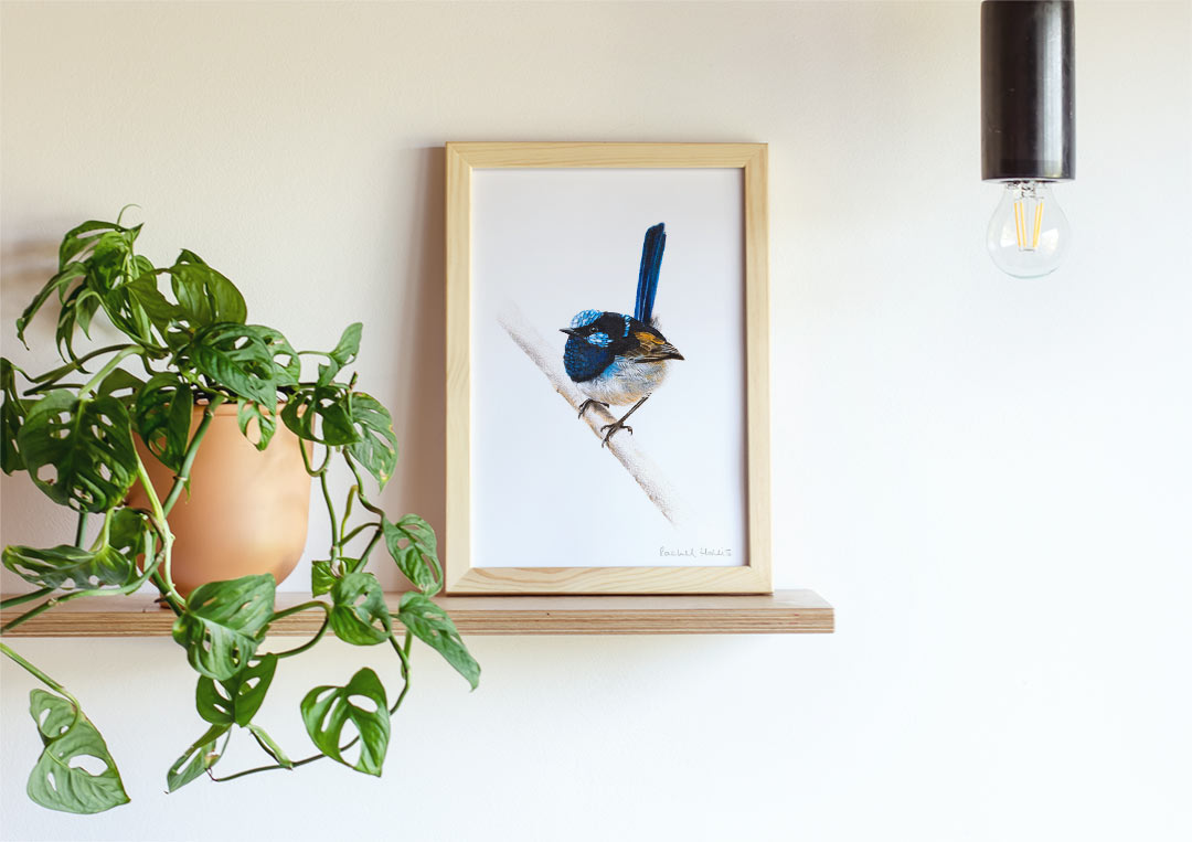 Superb Fairywren – Example of Framed Fine Art Print Superb Fairywren – Example of Framed Fine Art Print