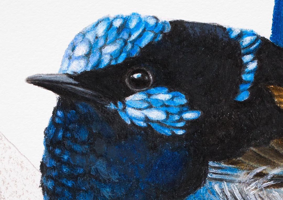 Superb Fairywren – Fine Art Print Superb Fairywren – Fine Art Print