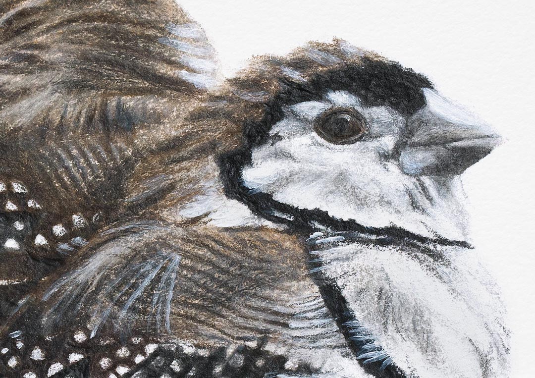 Double-barred Finches – Fine Art Print Double-barred Finches – Fine Art Print