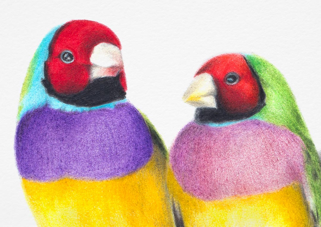 Gouldian Finches – Fine Art Print Gouldian Finches – Fine Art Print