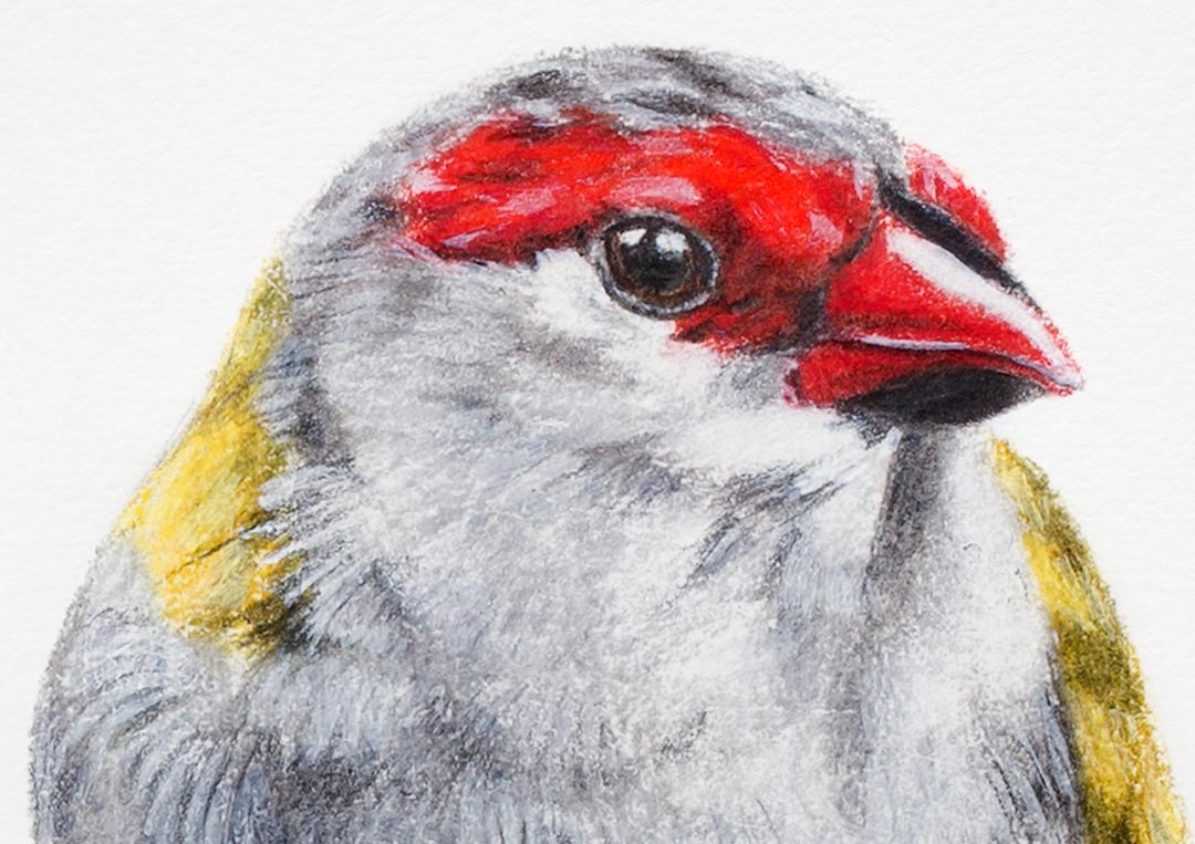 Red-browed Finches – Fine Art Print Red-browed Finches – Fine Art Print