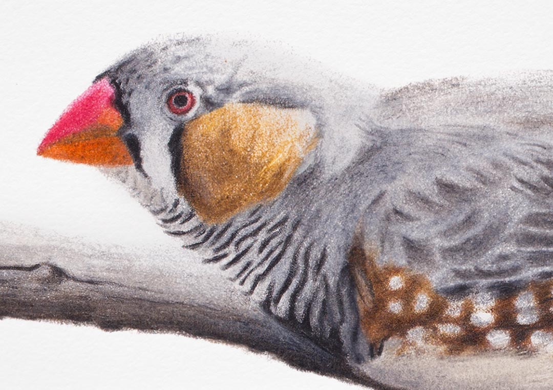 Zebra Finches – Fine Art Print Zebra Finches – Fine Art Print