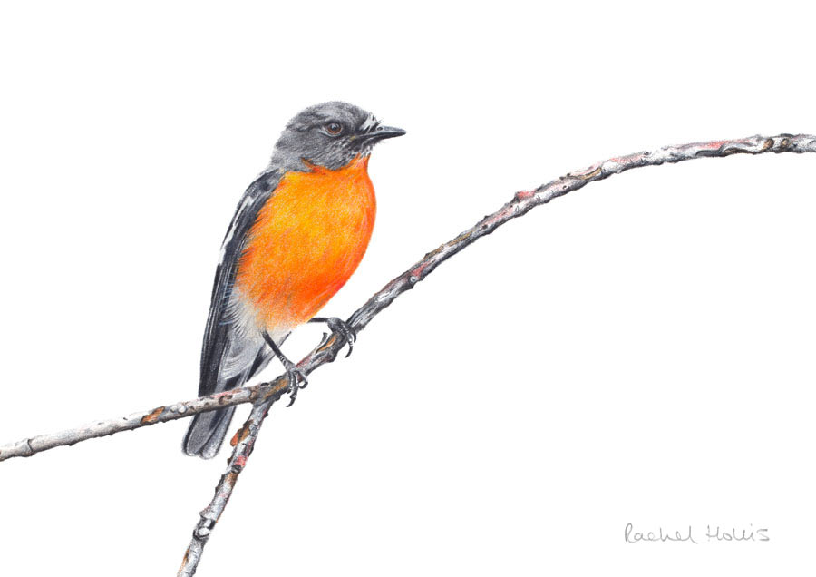 Flame Robin – Fine Art Print Flame Robin – Fine Art Print