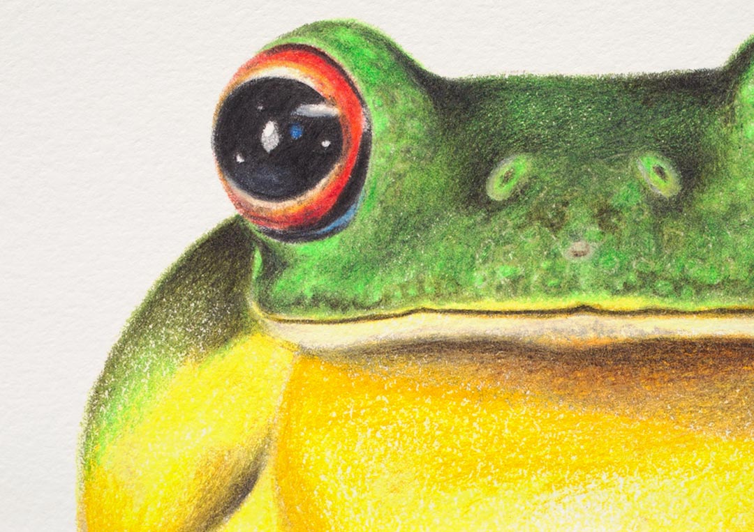 Red-eyed Tree Frog – Fine Art Print Red-eyed Tree Frog – Fine Art Print