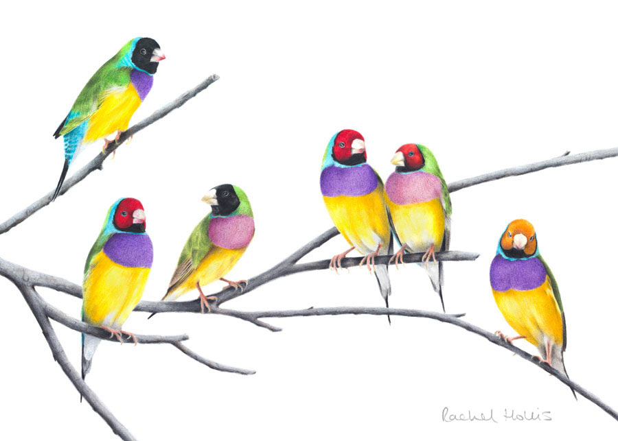 Gouldian Finches – Fine Art Print Gouldian Finches – Fine Art Print