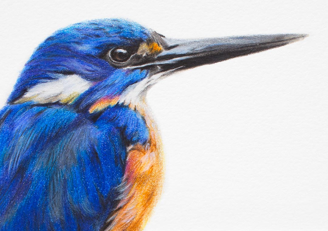 Azure Kingfisher – Fine Art Print Azure Kingfisher – Fine Art Print