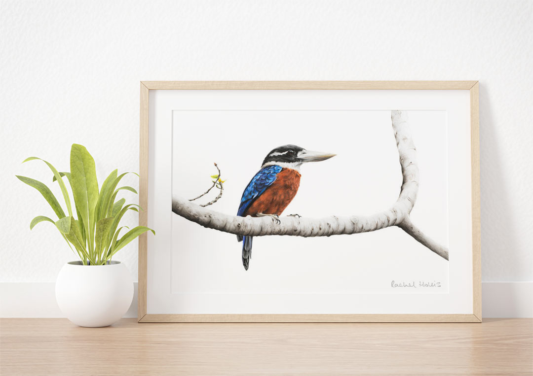 Rufous-bellied Kookaburra - Example of Framed Fine Art Print Rufous-bellied Kookaburra - Example of Framed Fine Art Print