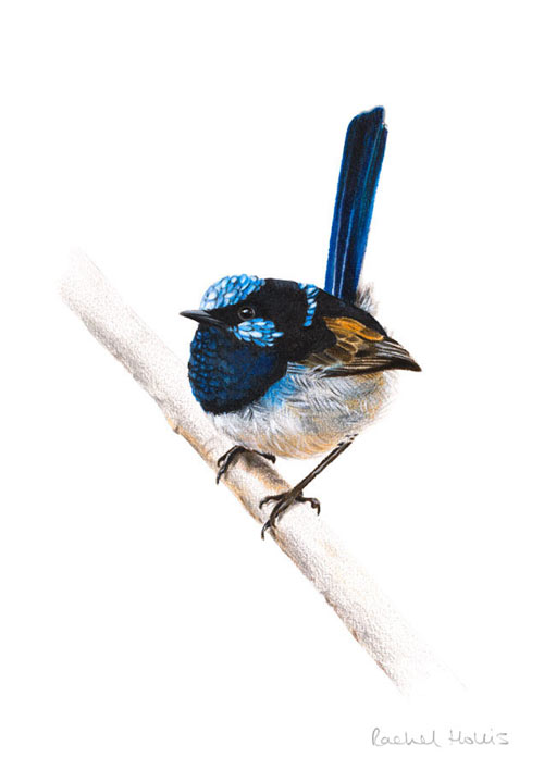 Superb Fairywren – Fine Art Print Superb Fairywren – Fine Art Print