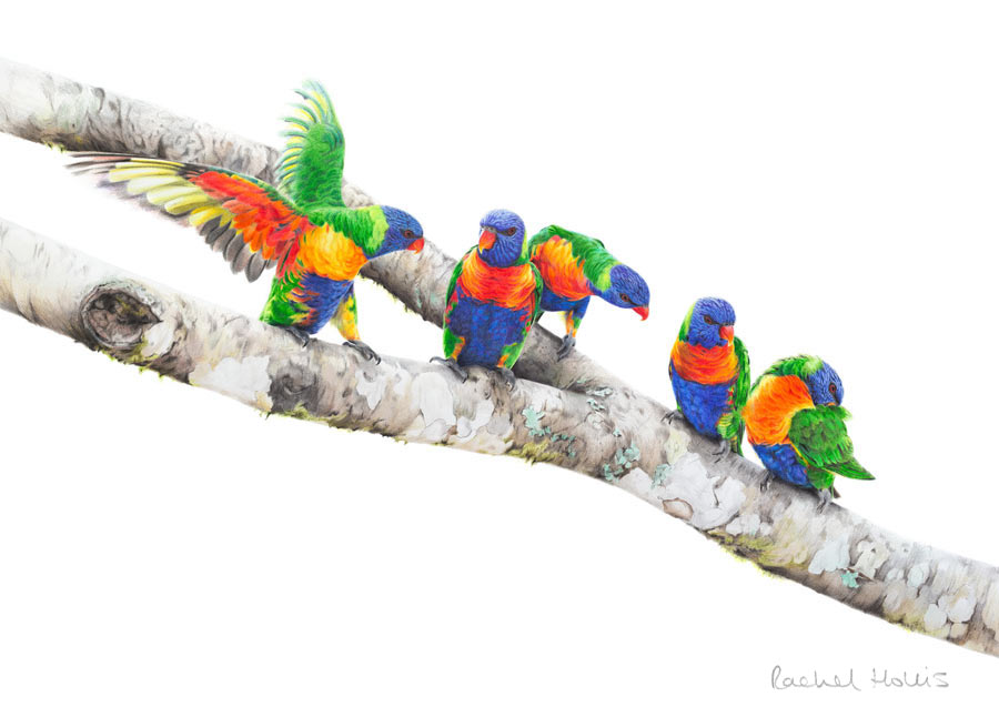 Rainbow Lorikeets – Fine Art Print Rainbow Lorikeets – Fine Art Print
