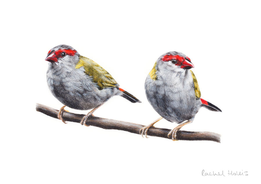 Red-browed Finches – Fine Art Print Red-browed Finches – Fine Art Print