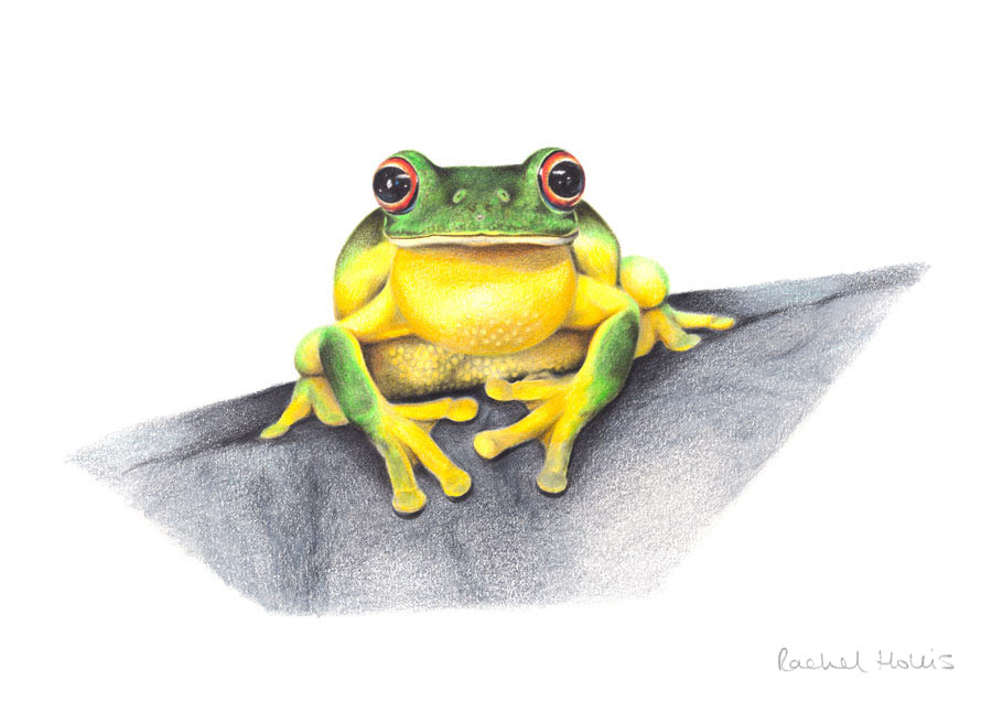 Red-eyed Tree Frog – Fine Art Print Red-eyed Tree Frog – Fine Art Print