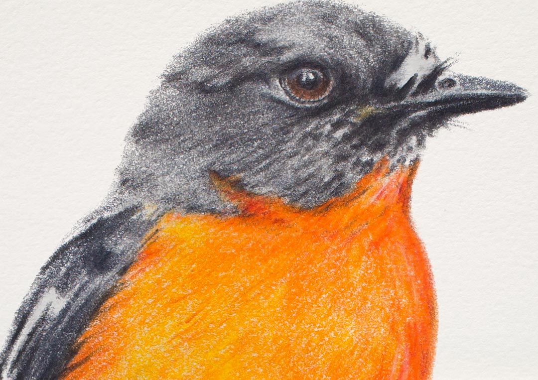 Flame Robin – Fine Art Print Flame Robin – Fine Art Print