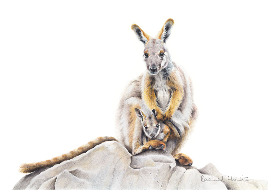 Yellow-footed Rock Wallaby & Joey – Fine Art Print Yellow-footed Rock Wallaby & Joey – Fine Art Print