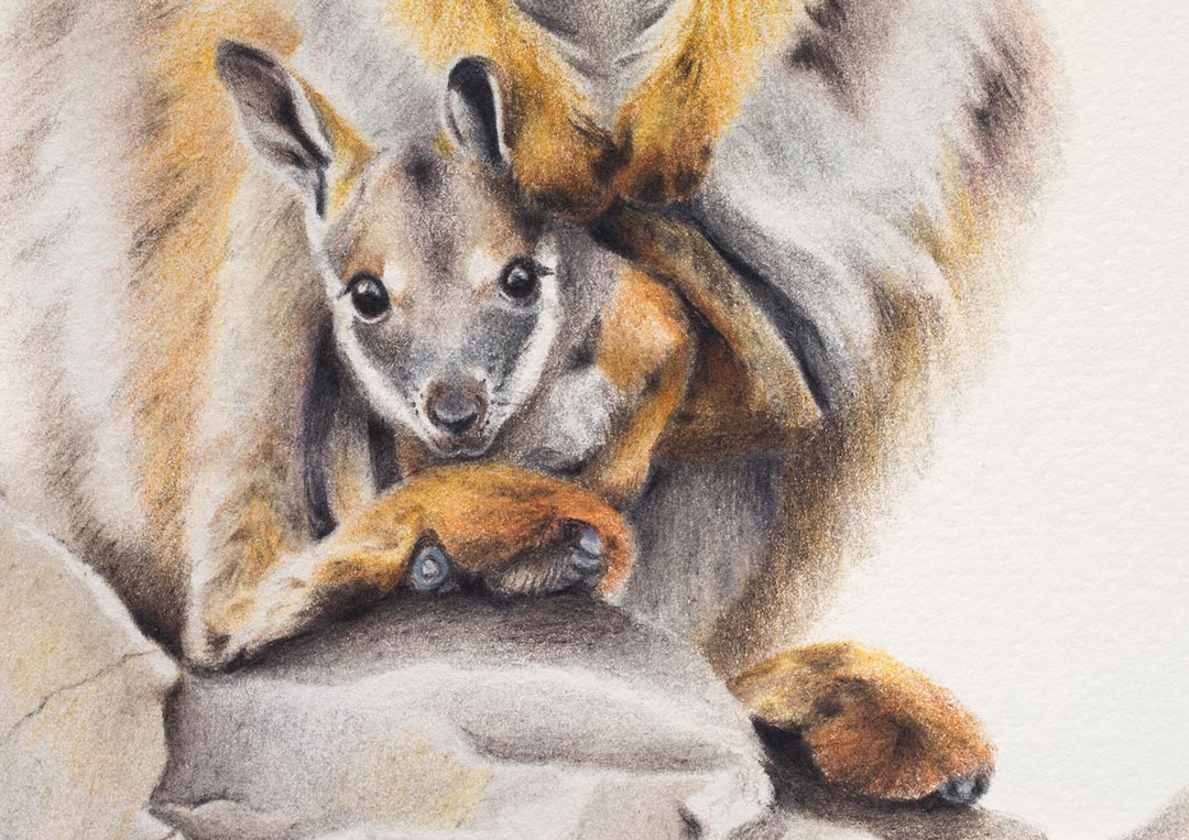 Yellow-footed Rock Wallaby & Joey – Fine Art Print Yellow-footed Rock Wallaby & Joey – Fine Art Print