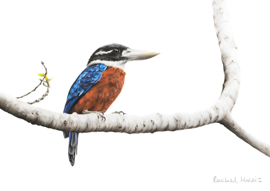 Rufous-bellied Kookaburra - Fine Art Print Rufous-bellied Kookaburra - Fine Art Print