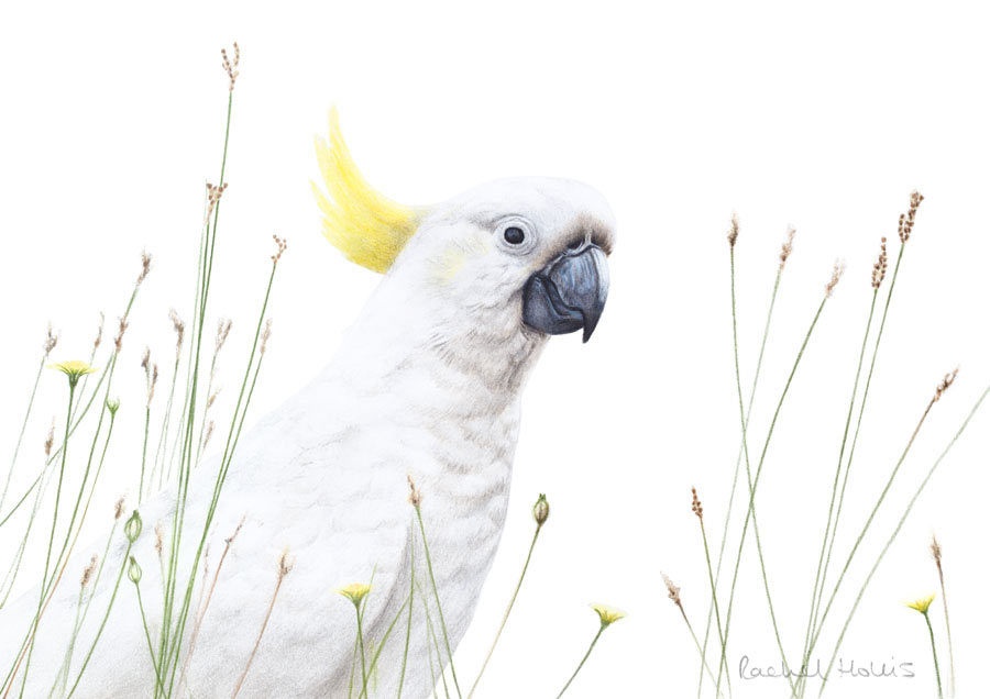 Sulphur-crested Cockatoo – Fine Art Print Sulphur-crested Cockatoo – Fine Art Print