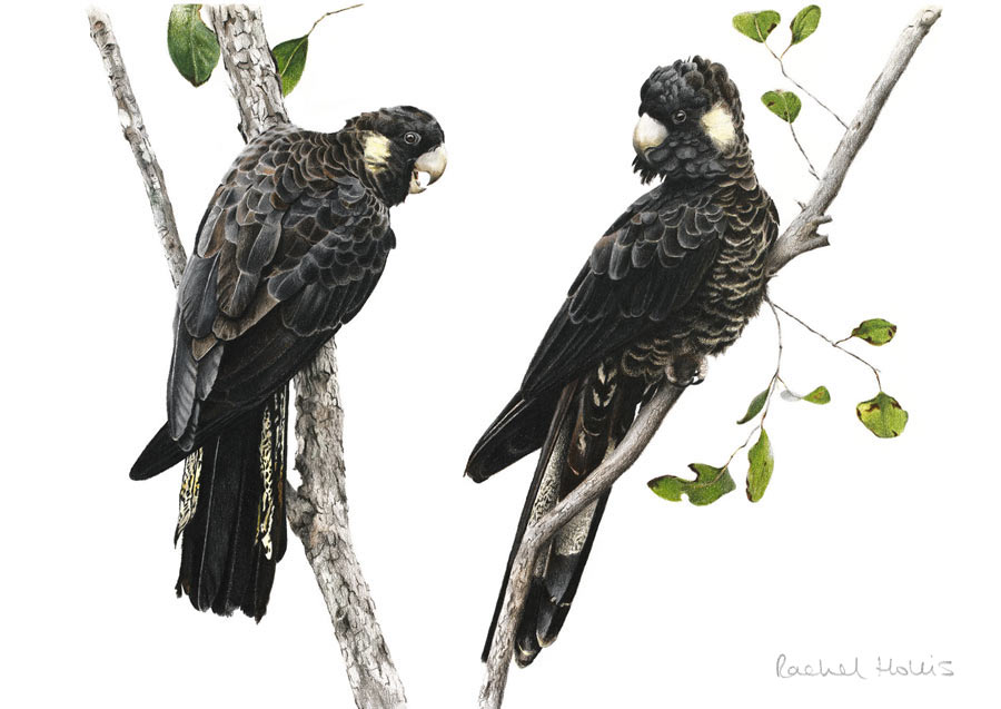 Yellow-tailed Black Cockatoos – Fine Art Print Yellow-tailed Black Cockatoos – Fine Art Print