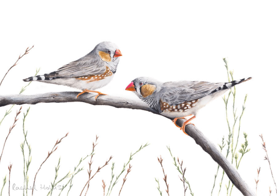 Zebra Finches – Fine Art Print Zebra Finches – Fine Art Print