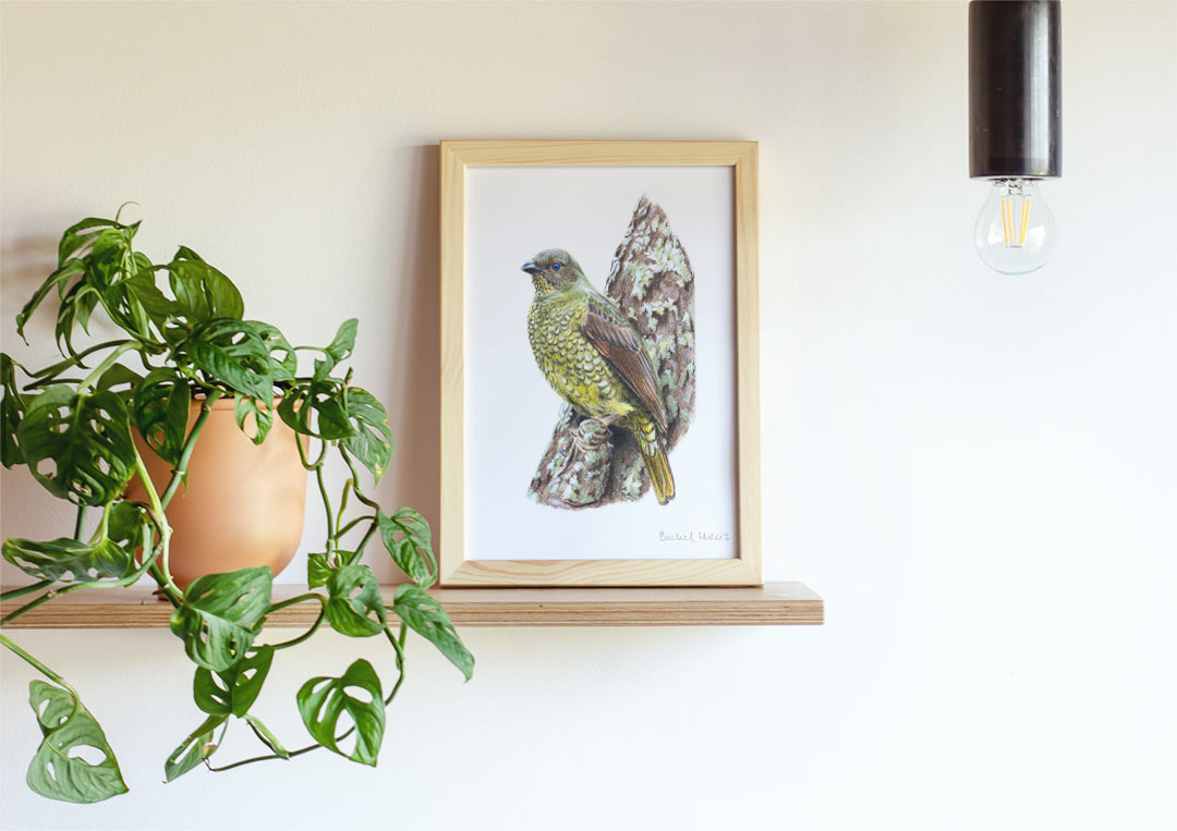 Satin Bowerbird – Example of Framed Fine Art Print Satin Bowerbird – Example of Framed Fine Art Print
