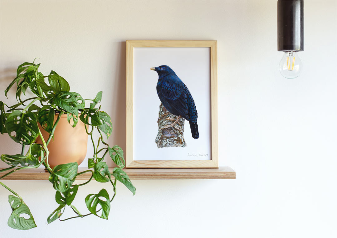 Satin Bowerbird – Example of Framed Fine Art Print Satin Bowerbird – Example of Framed Fine Art Print