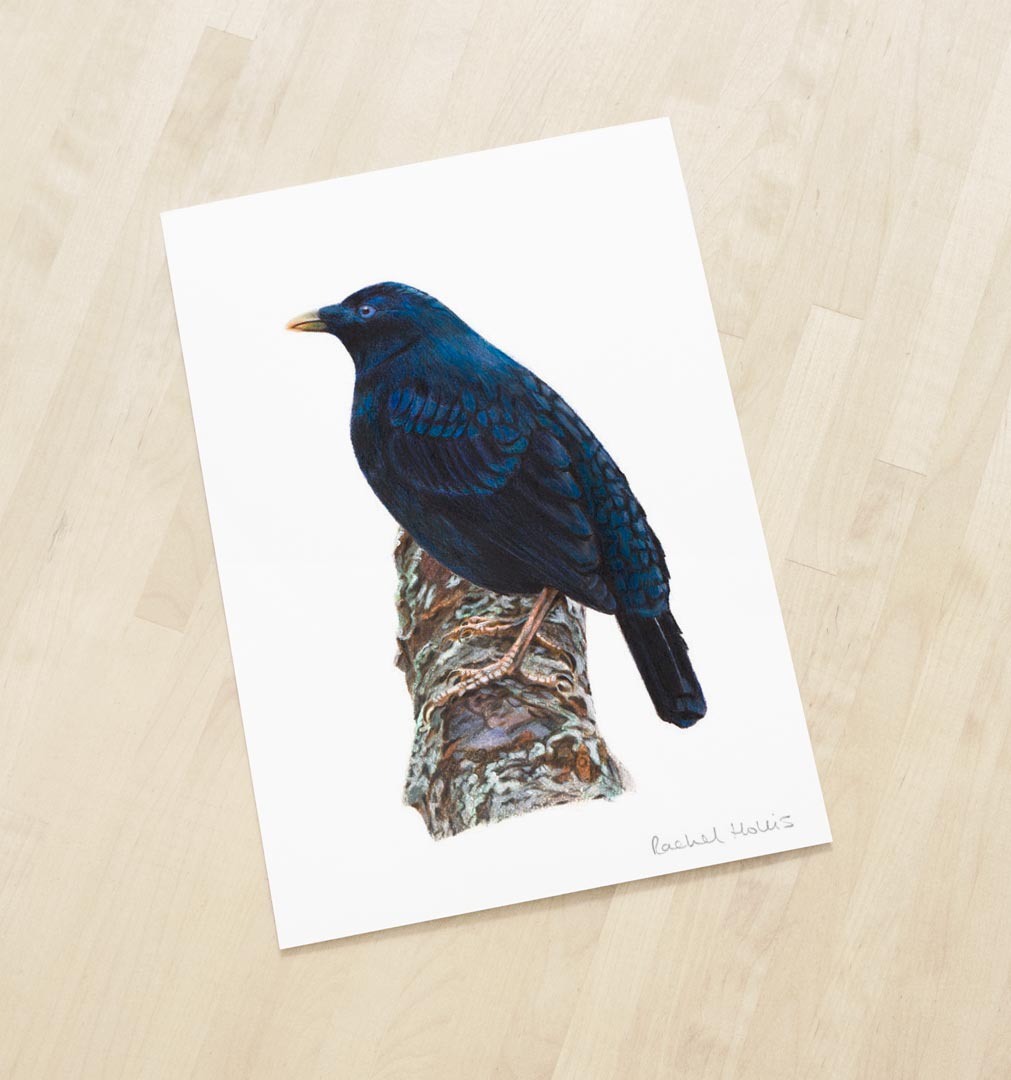 Satin Bowerbird – Fine Art Print Satin Bowerbird – Fine Art Print