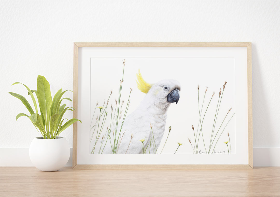 Sulphur-crested Cockatoo – Example of Framed Fine Art Print Sulphur-crested Cockatoo – Example of Framed Fine Art Print