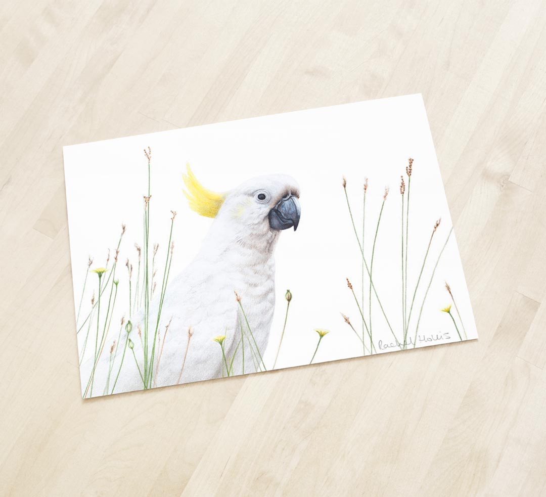 Sulphur-crested Cockatoo – Fine Art Print Sulphur-crested Cockatoo – Fine Art Print