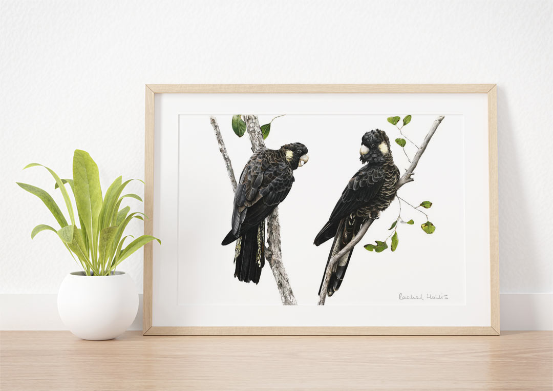 Yellow-tailed Black Cockatoos – Example of Framed Fine Art Print Yellow-tailed Black Cockatoos – Example of Framed Fine Art Print