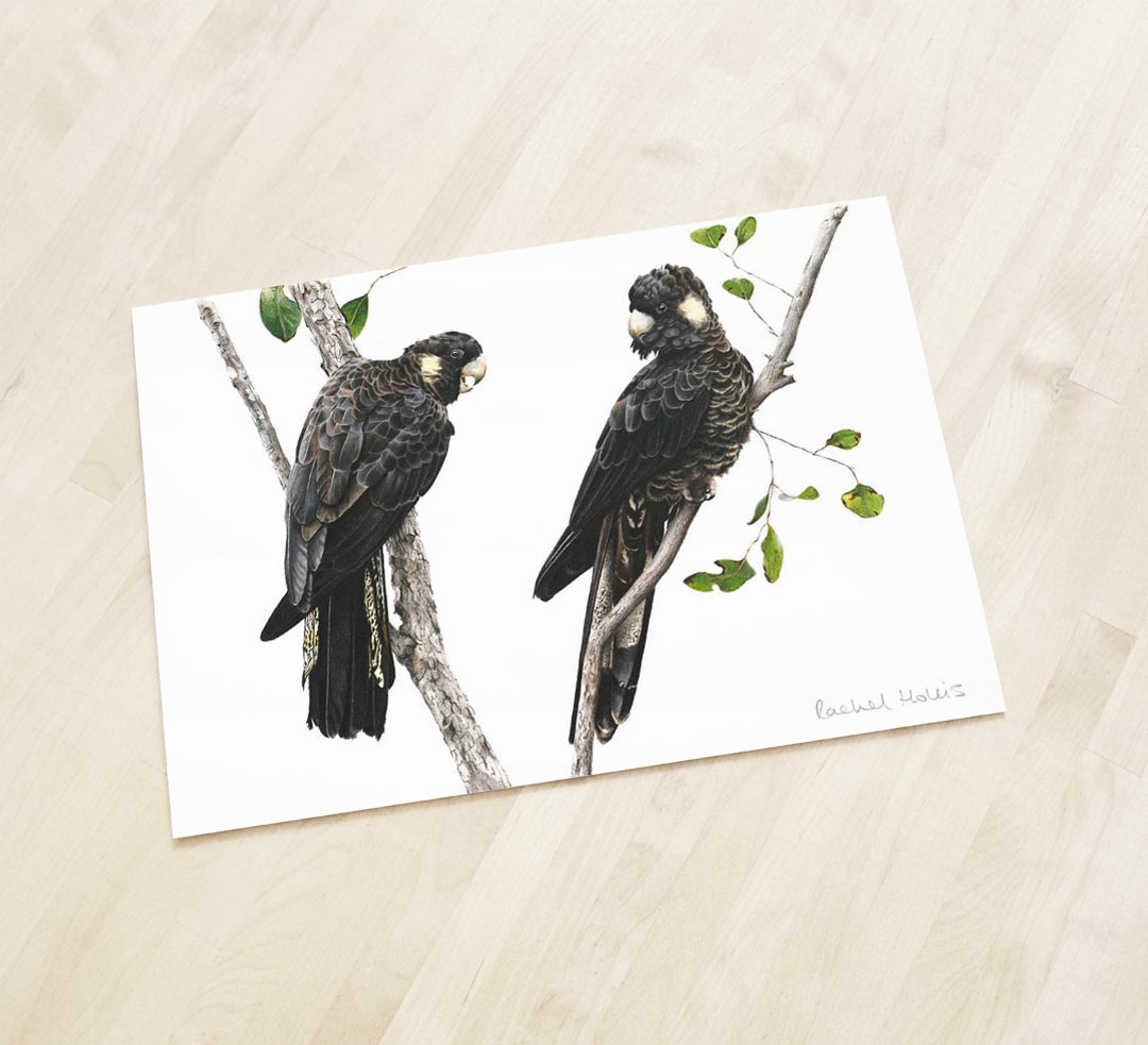 Yellow-tailed Black Cockatoos – Fine Art Print Yellow-tailed Black Cockatoos – Fine Art Print