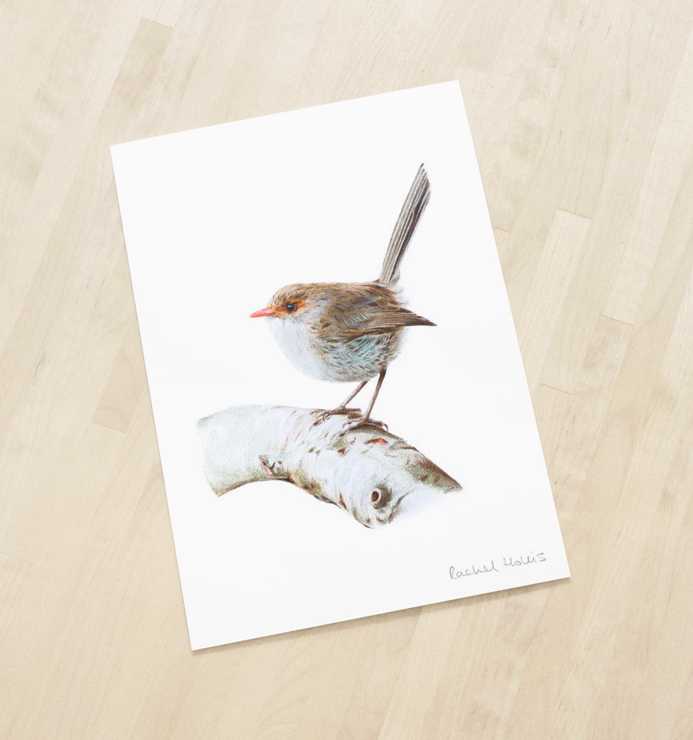 Superb Fairywren – Fine Art Print Superb Fairywren – Fine Art Print