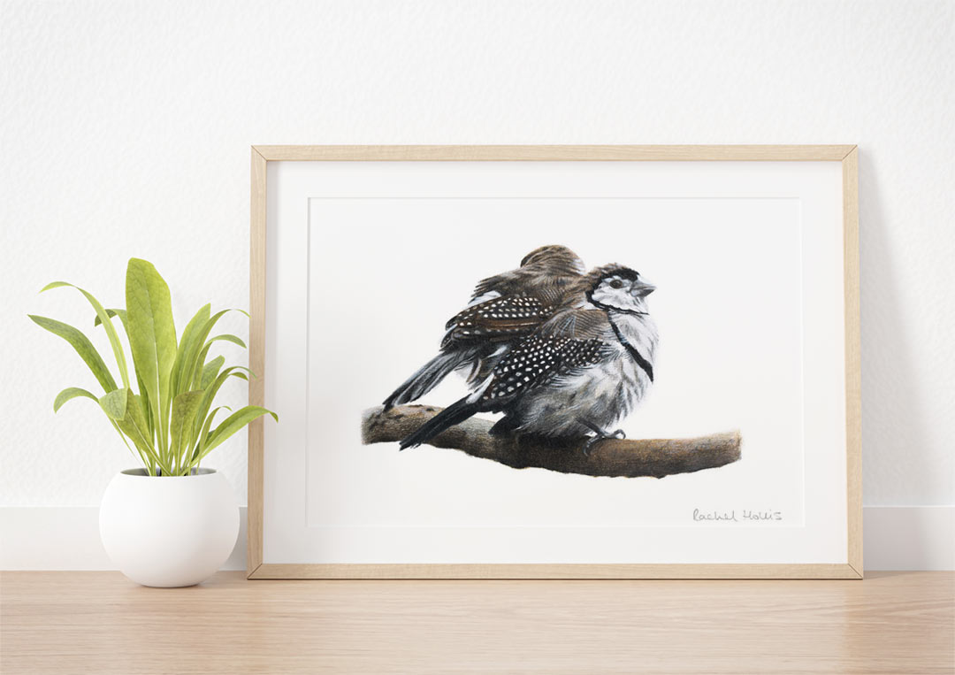 Double-barred Finches – Example of Framed Fine Art Print Double-barred Finches – Example of Framed Fine Art Print