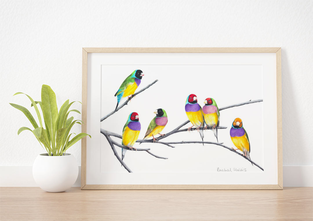 Gouldian Finches – Fine Art Print Gouldian Finches – Fine Art Print